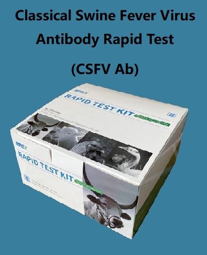 Klasik Domuz Ateşi Virüsü Antikor Hızlı Testi